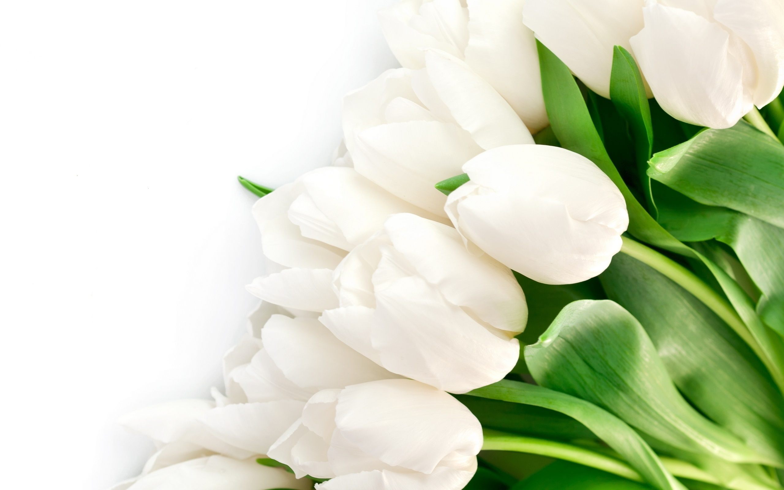 White Tulips Wallpaper Hd - HD Wallpaper 
