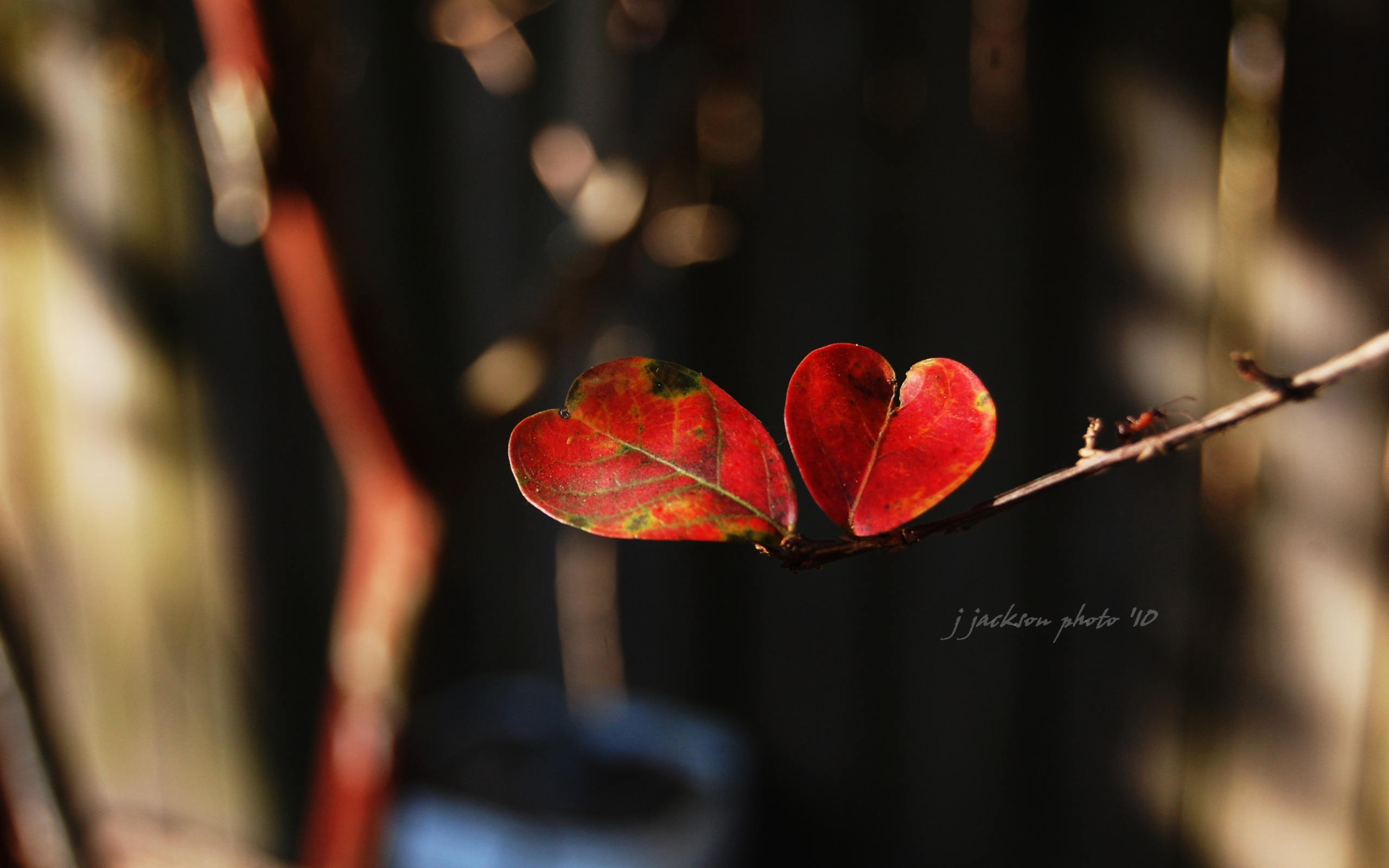Heart Shape Wallpaper - HD Wallpaper 