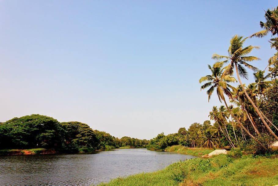 Backwaters, India, Kerala, Palm, Nature, Tree, Forest, - Kerala Wallpaper Nature - HD Wallpaper 