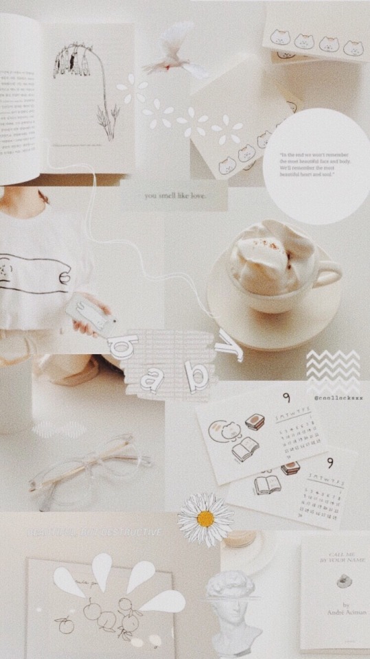 Daisy - HD Wallpaper 