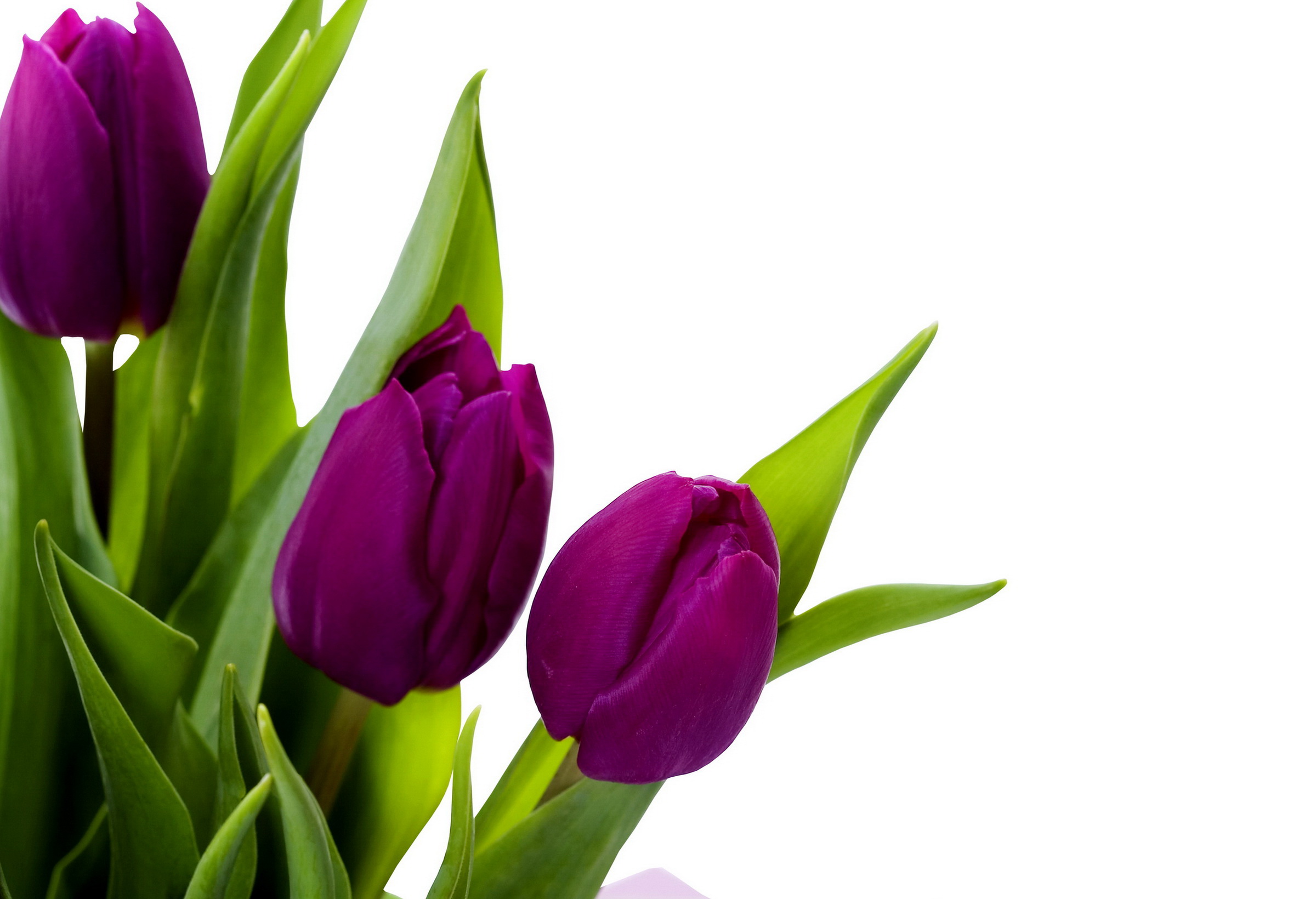 Violet Tulips Flower Background - HD Wallpaper 