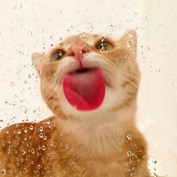 Cat Licking Glass - HD Wallpaper 