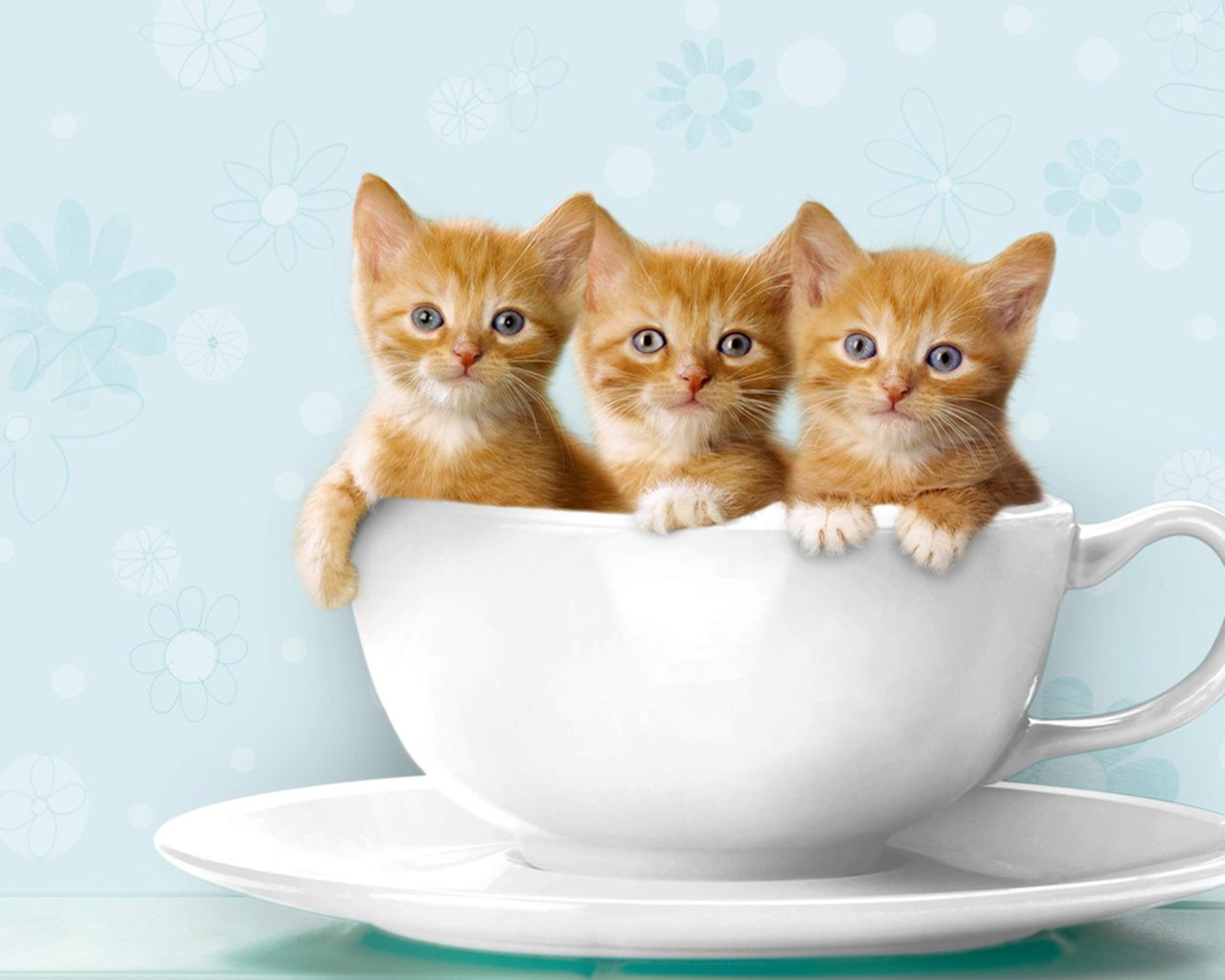 Wallpapers De Gatos - Kitties In A Cup - HD Wallpaper 