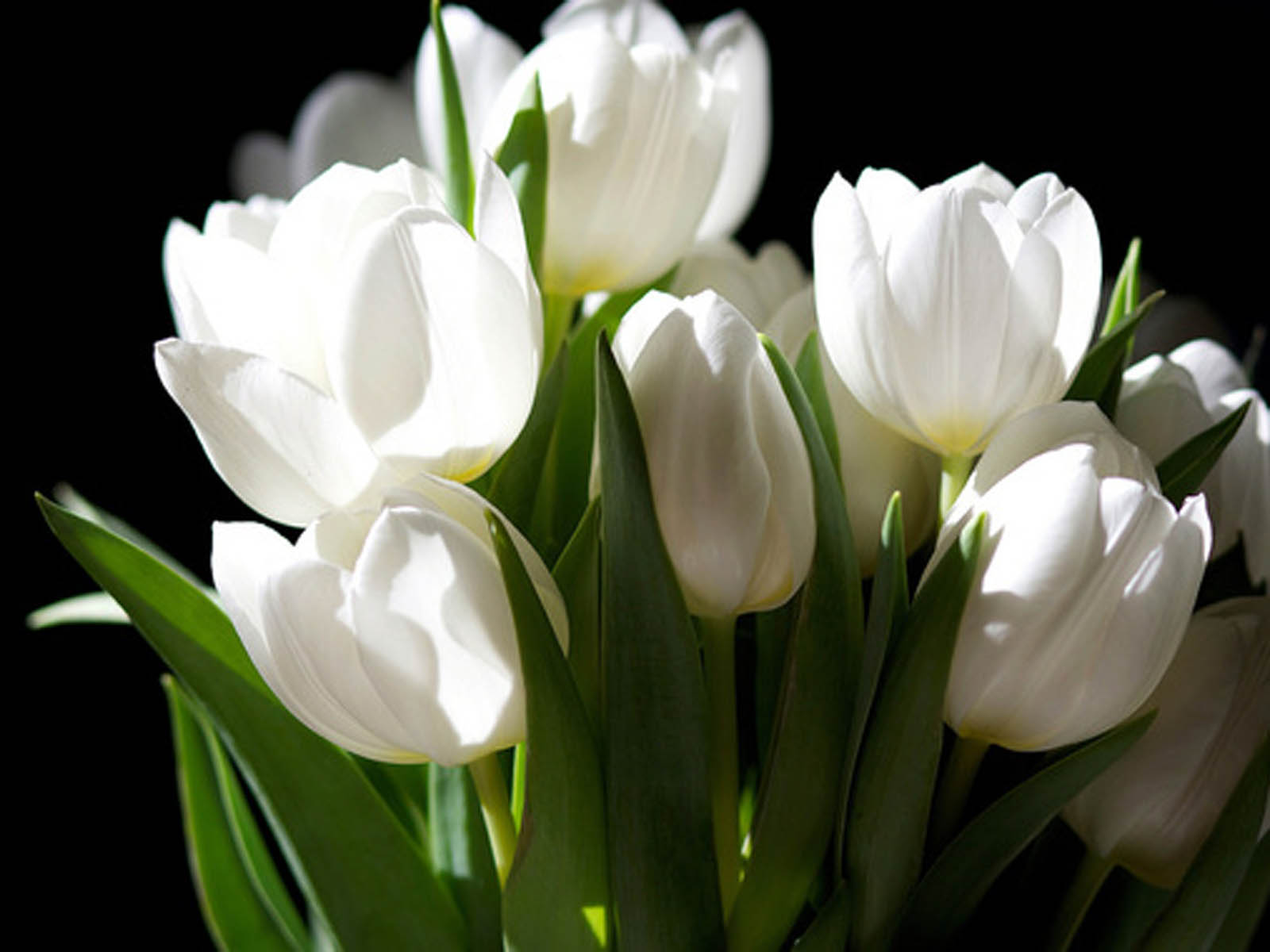 White Tulip Flowers Images Hd - HD Wallpaper 