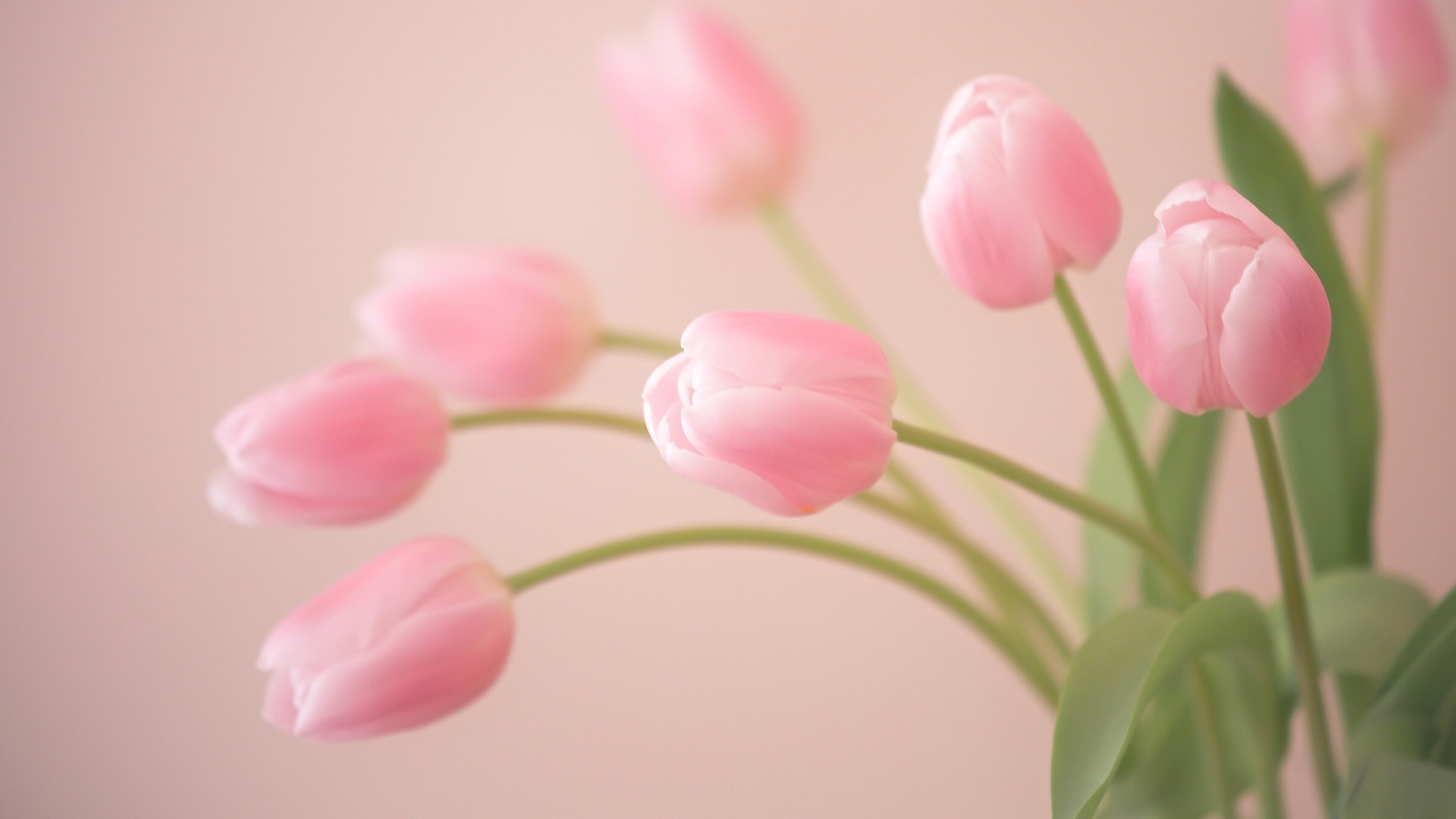 Bud, Pink, Tulips, Flowers - Pink Tulips Wallpaper Desktop - HD Wallpaper 