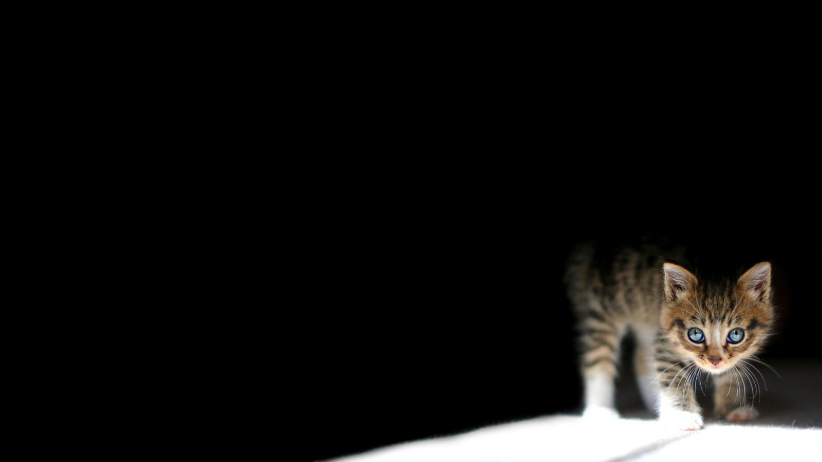Kitten In The Dark - HD Wallpaper 