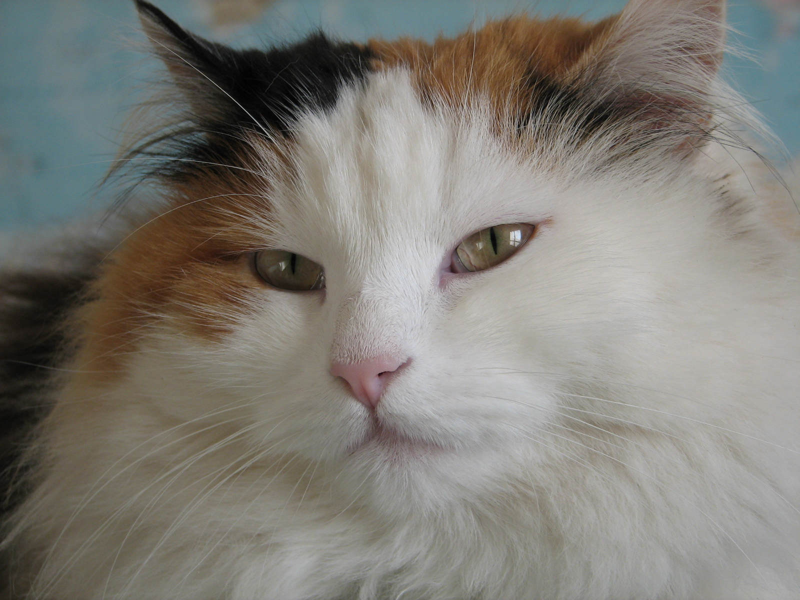 Gatos Wallpapers - Cat - HD Wallpaper 