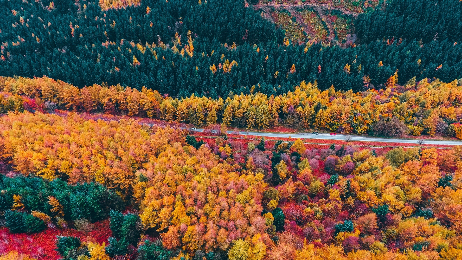Wallpaper Forest, Road, Aerial View, Trees, Autumn - Fall Treetops Aerial - HD Wallpaper 