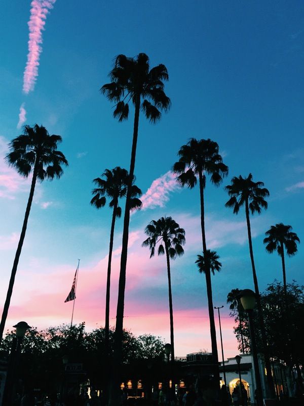 Palm Trees Aesthetic California - HD Wallpaper 