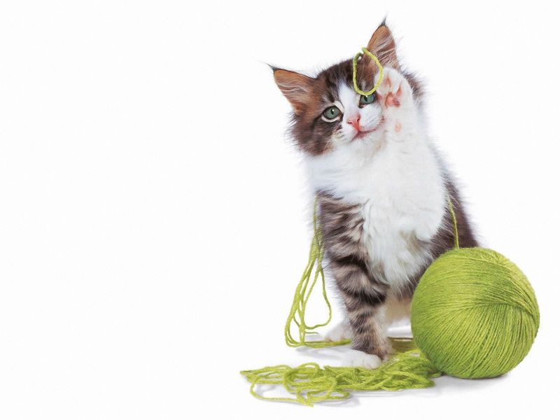 Kitten And Cat Image - El Gato Es Jugueton - HD Wallpaper 