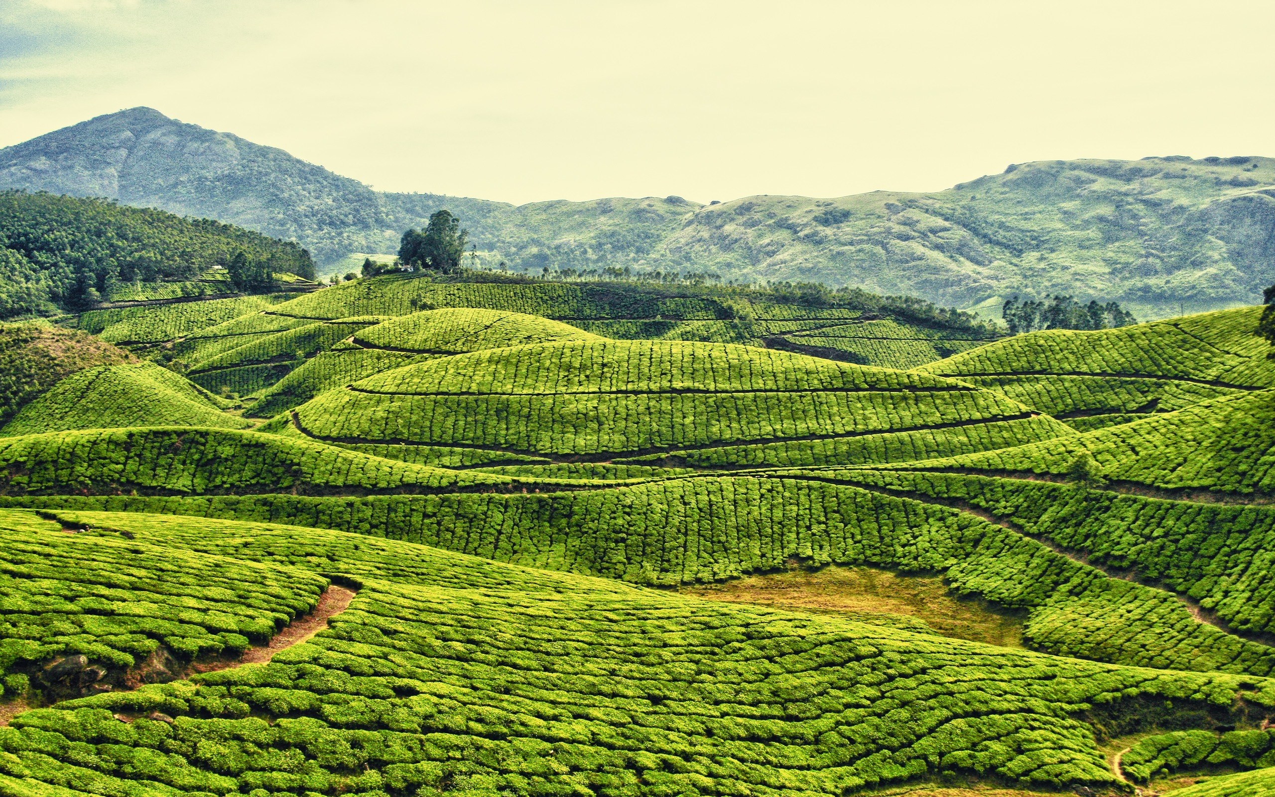 Kerala, India Tea Plantation Hd Wallpaper - Tea Plantation Kerala India - HD Wallpaper 