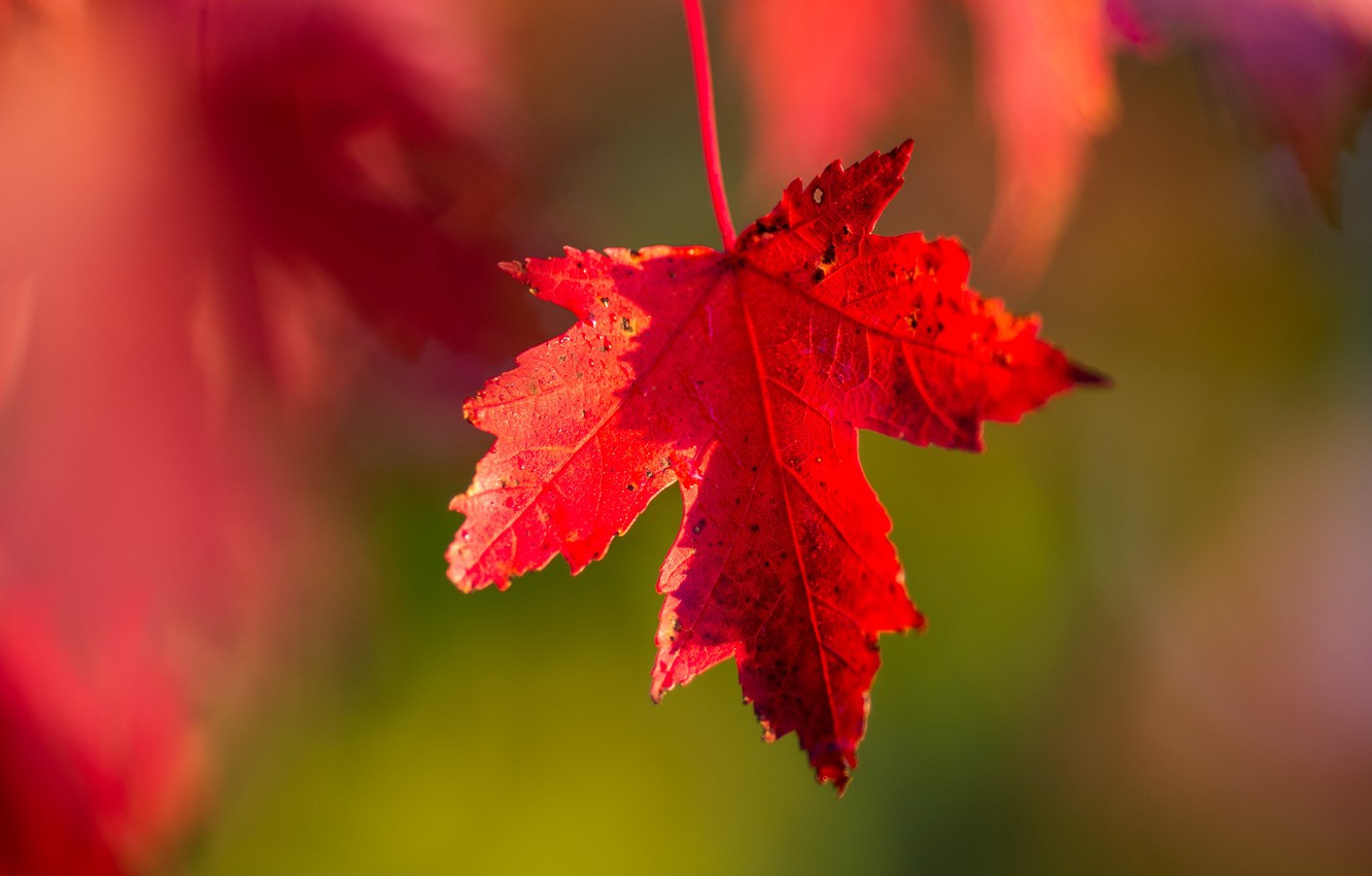 Photo Wallpaper Wallpaper, Red, Nature, Autumn, Macro, - Desktop Backgrounds Autumn Wallpaper 4k - HD Wallpaper 