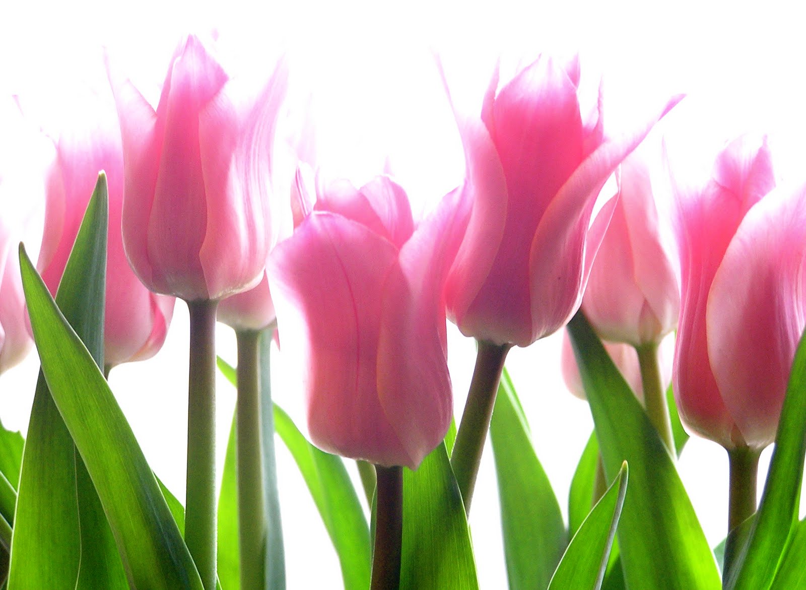 Tulip Flower Pictures - HD Wallpaper 