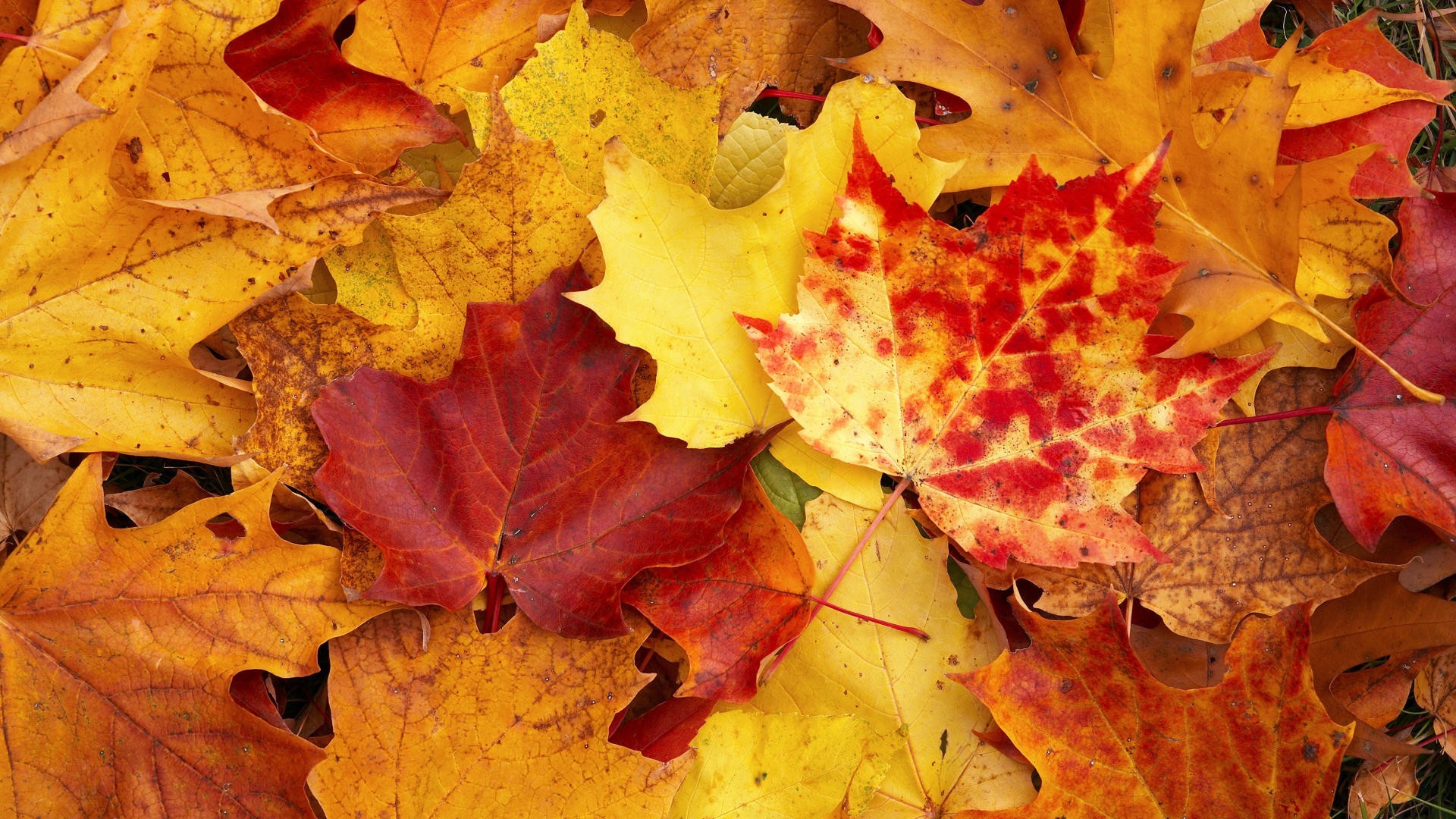 Leaves Yellow Autumn Wallpapers Hd Free Amazing Cool - Autumn 2017 - HD Wallpaper 