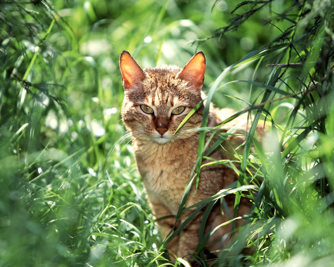 Gatos Wallpaper - Cats In Forest - HD Wallpaper 