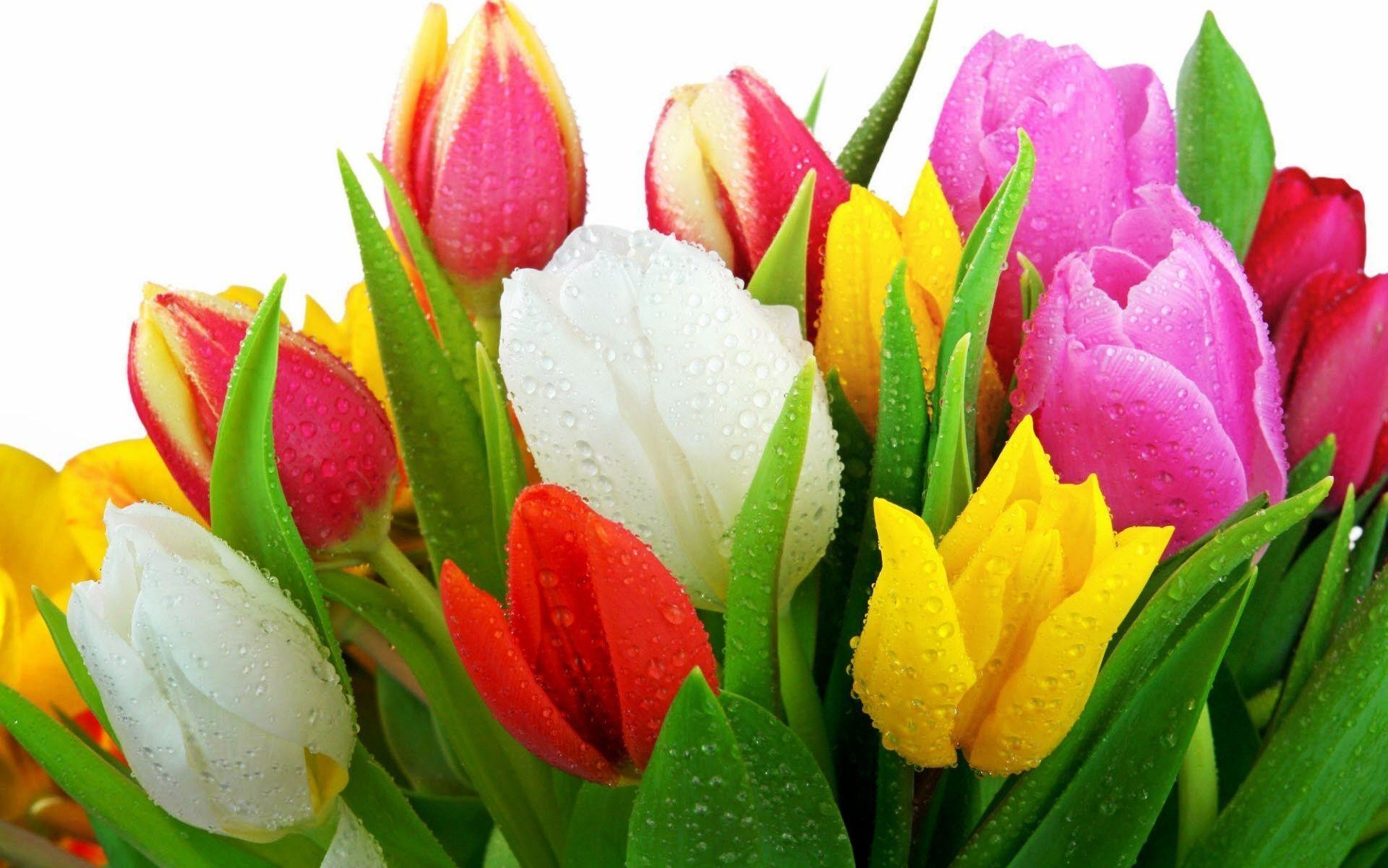 Tulip Flower Wallpaper - Flowers Photos For Whatsapp - HD Wallpaper 