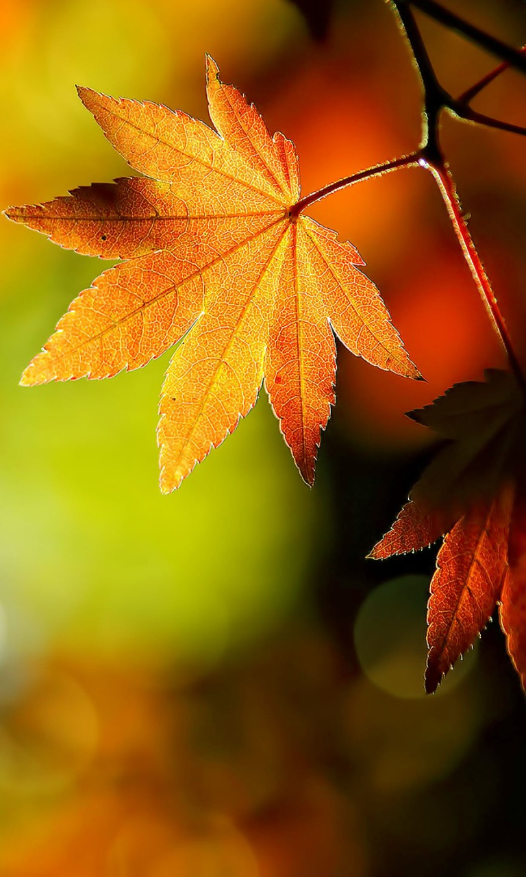 Hd Autumn Leaves - Gionee Mobile Wallpaper Hd - HD Wallpaper 