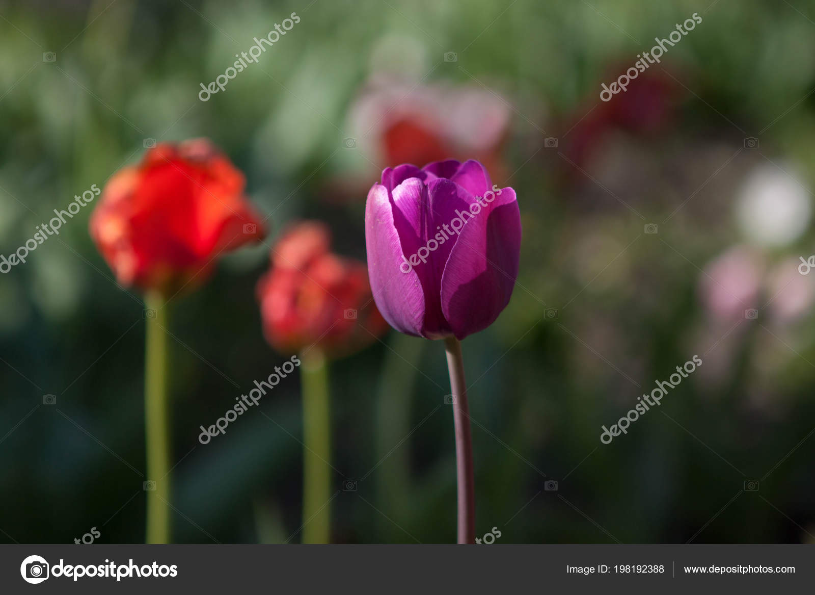 Sprenger's Tulip - HD Wallpaper 