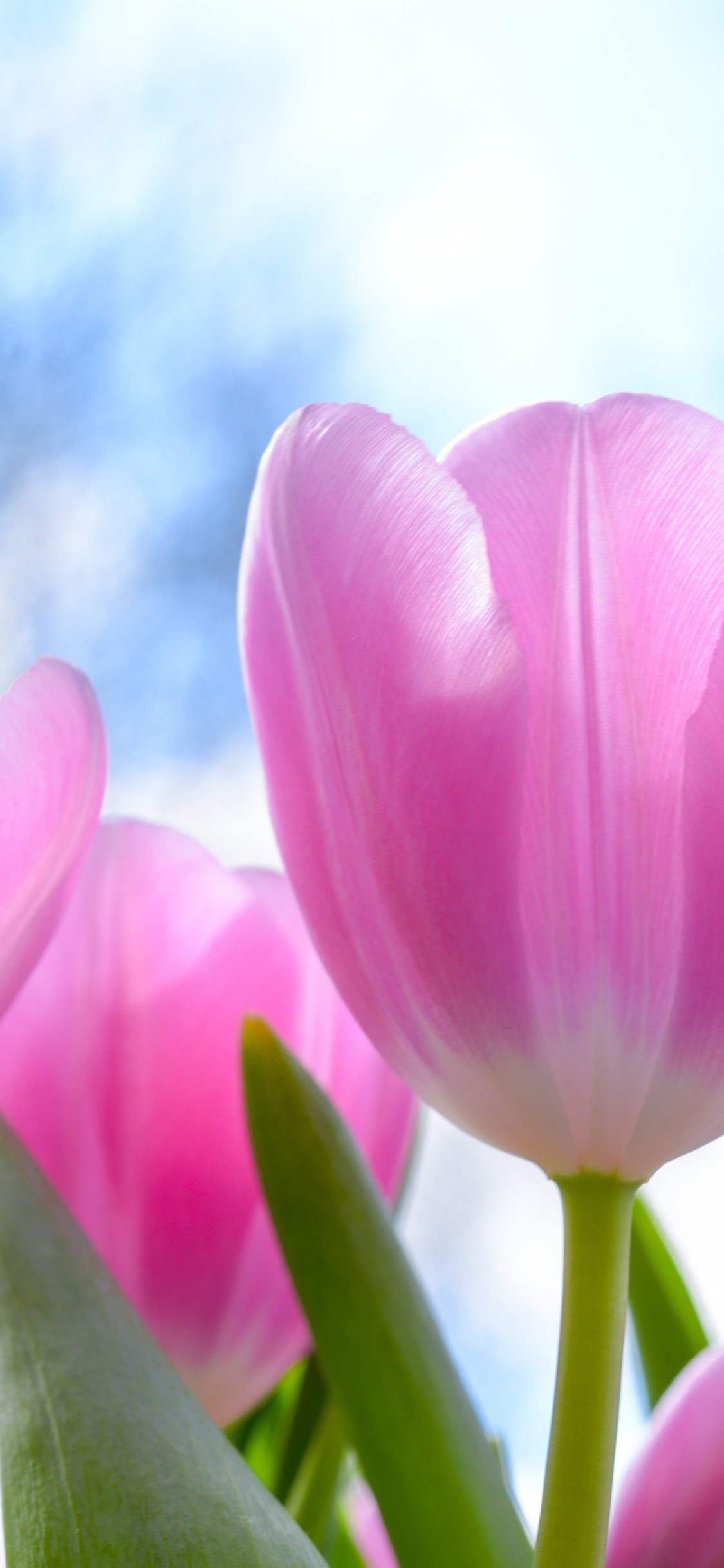 Fresh, Pink Tulips, Flowers, Wallpaper - Iphone X Tulips - 1125x2436  Wallpaper 