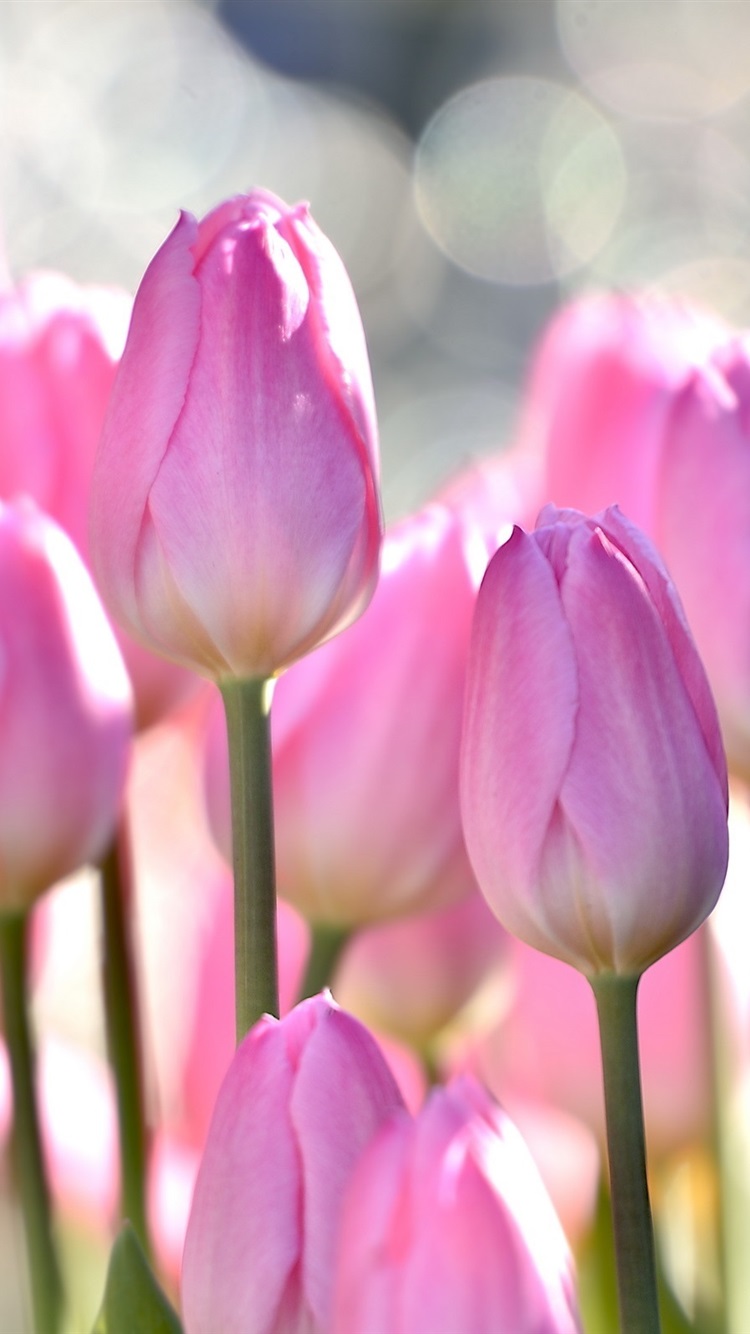 Iphone Wallpaper Pink Tulips, Flowers Field, Bokeh - Обои На Телефон Тюльпаны - HD Wallpaper 