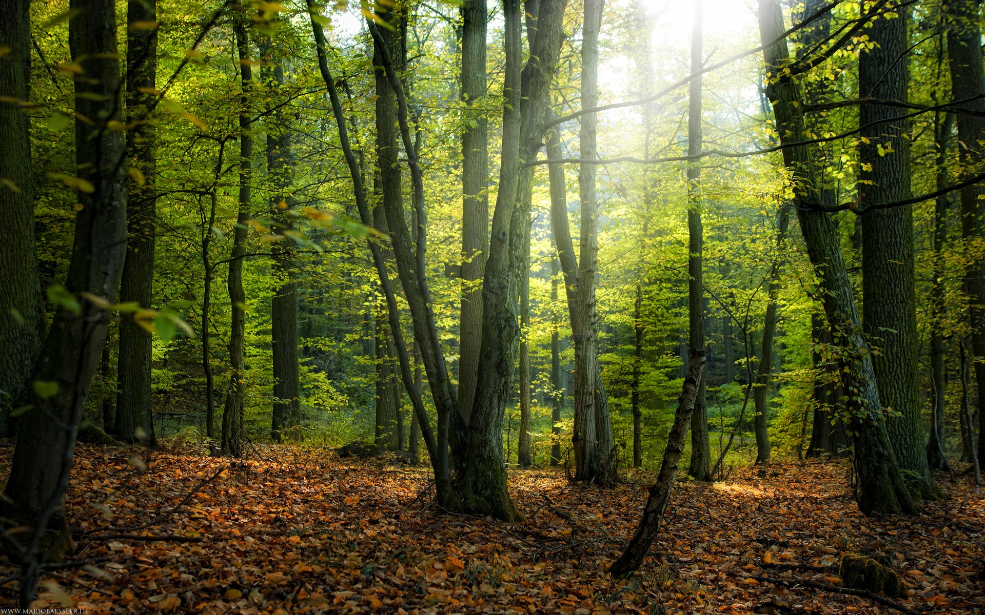 Forest Jpg - HD Wallpaper 