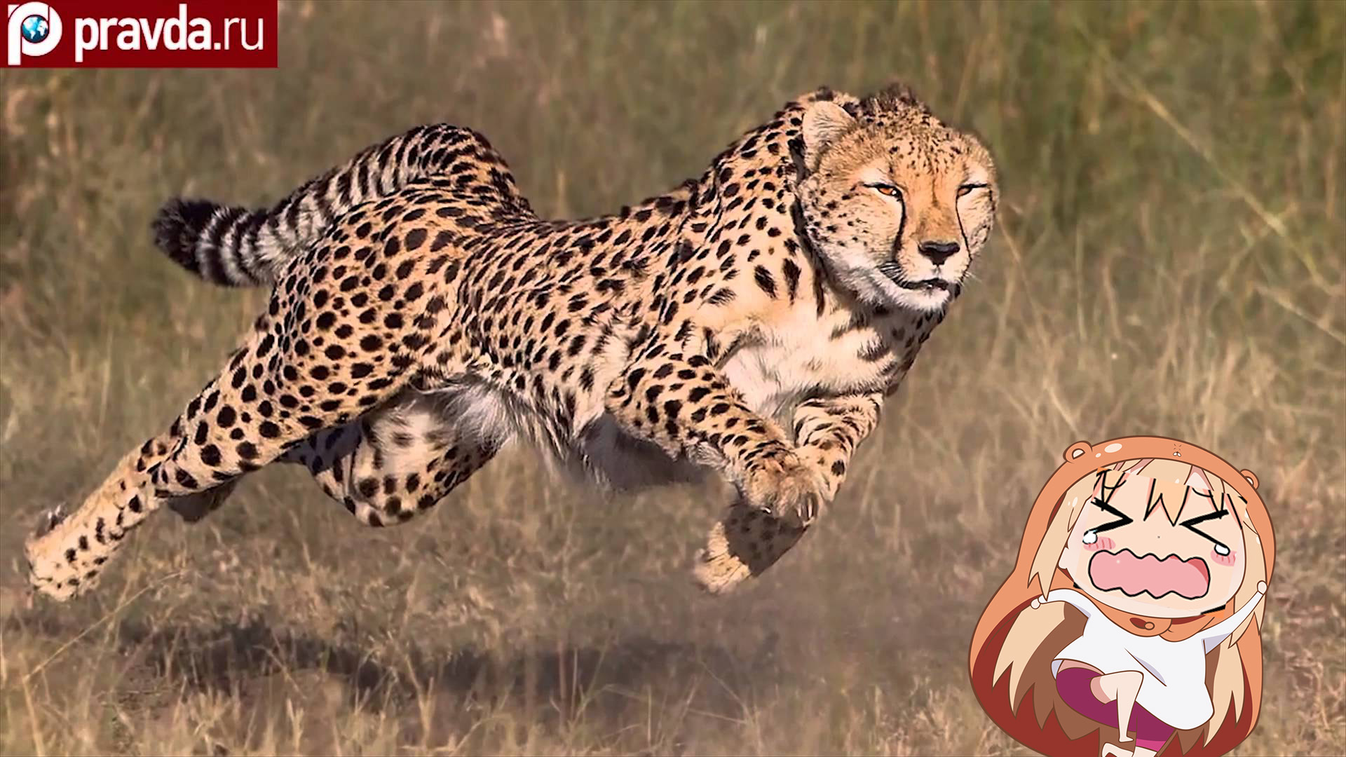 Ru Cheetah Cheetah Terrestrial Animal Wildlife Mammal - Himouto Umaru Chan Wallpaper Hd - HD Wallpaper 