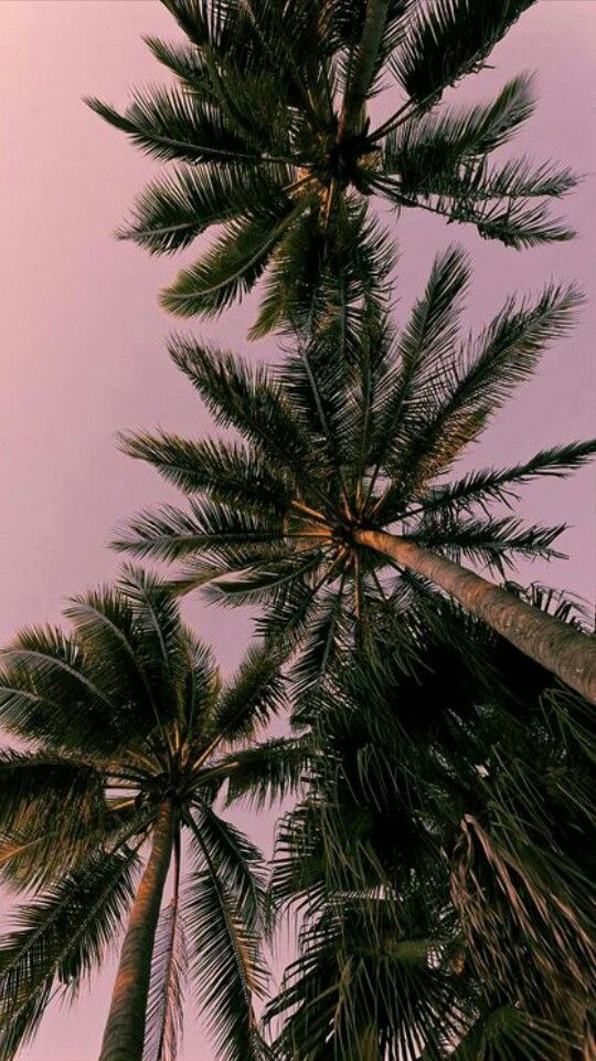 Palm Trees - HD Wallpaper 