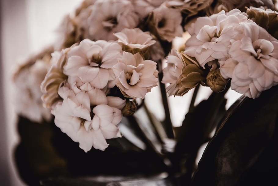 Flower - HD Wallpaper 