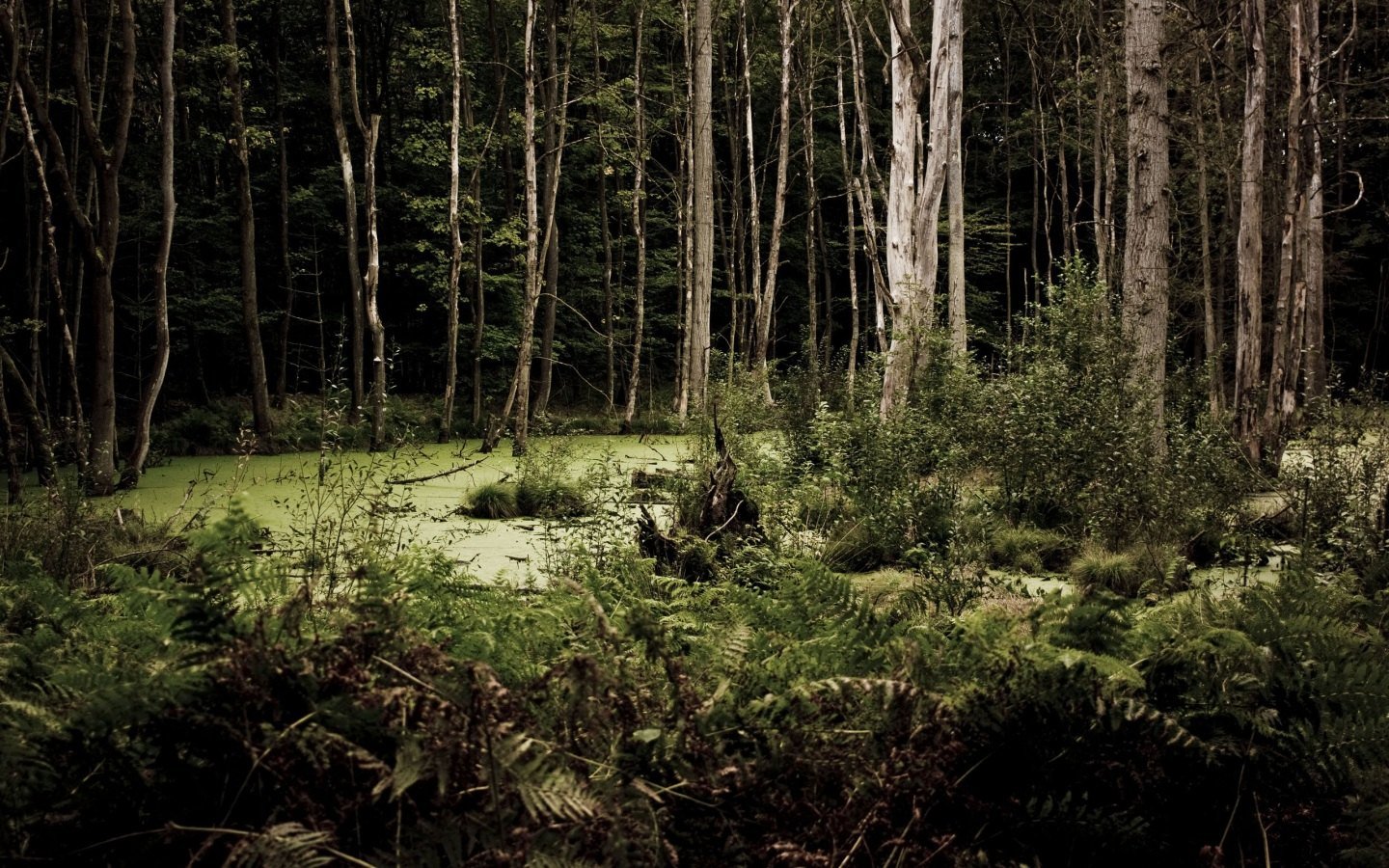 Bosque Sombrío - Woods Background - HD Wallpaper 