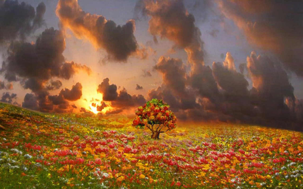 Blumen-feld Baum Wolken Sunny Wallpapers - Field Of Autumn Flowers - HD Wallpaper 
