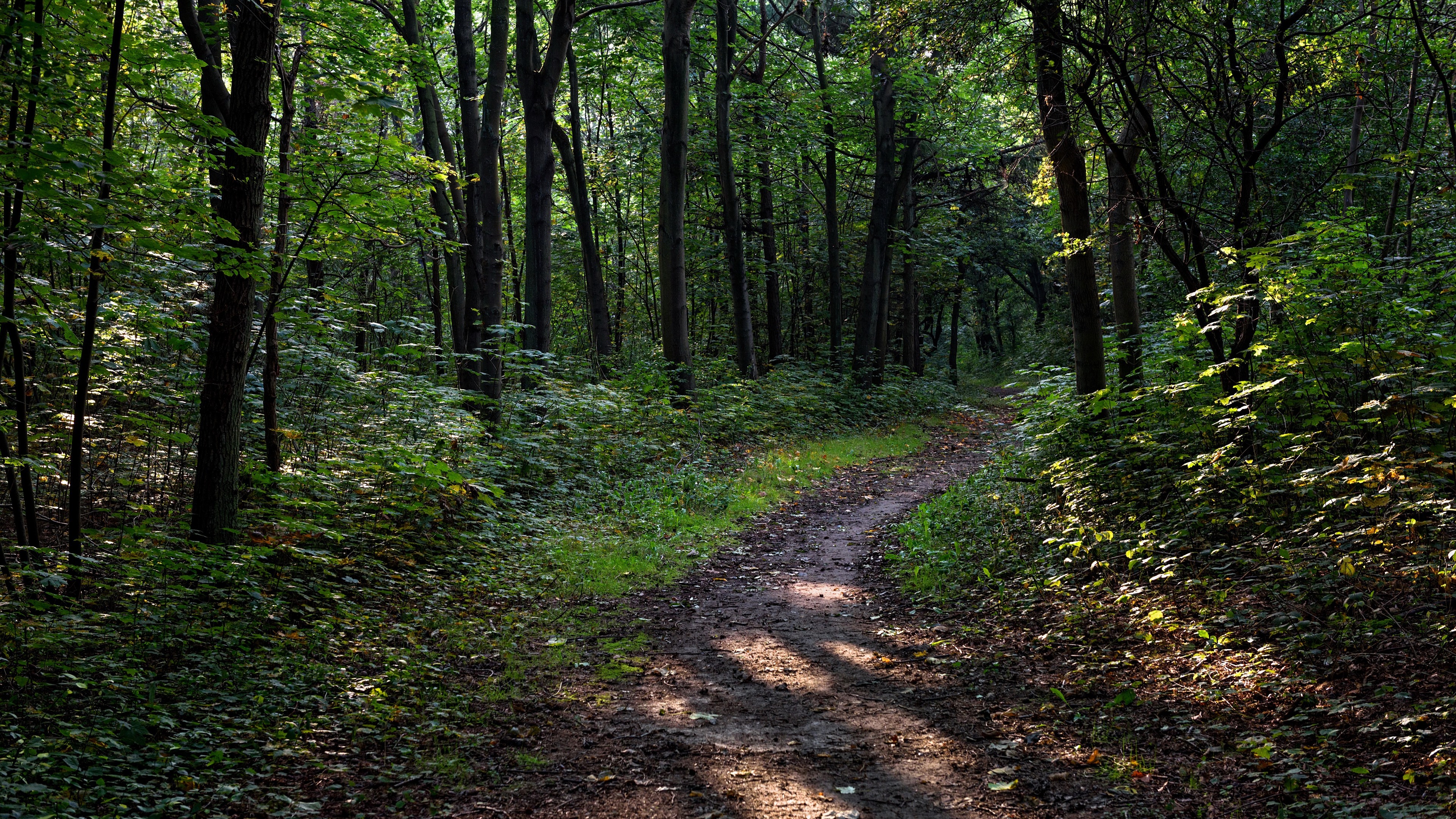 Wallpaper Trees, Path, Forest, Nature - Sendero En El Bosque - HD Wallpaper 
