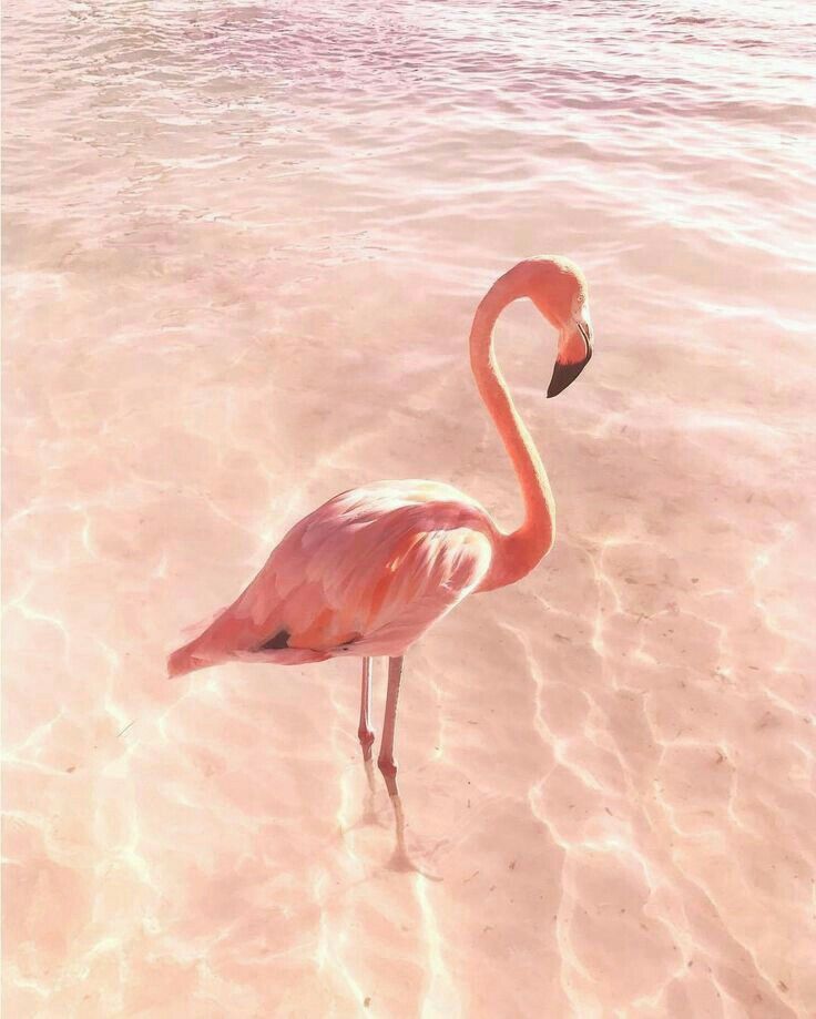 Aesthetic Wallpapers Flamingo - HD Wallpaper 