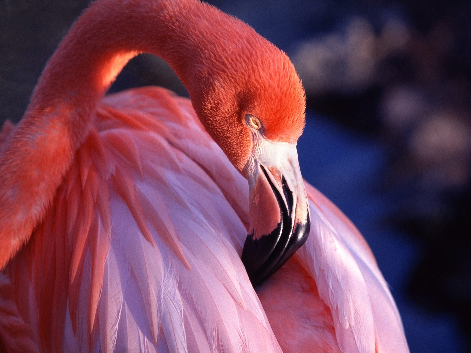Flamingo Images Hd - HD Wallpaper 