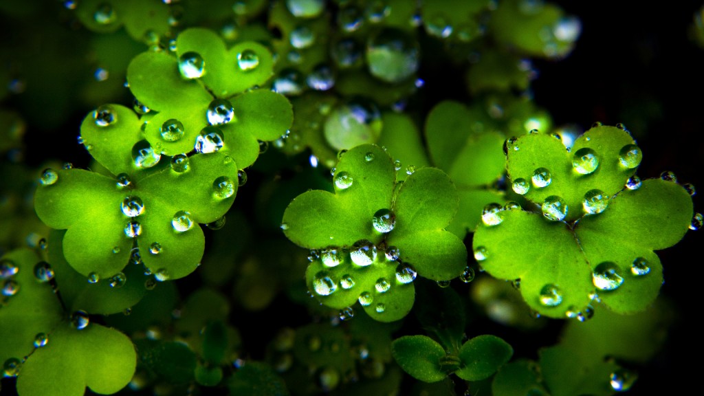 St Patrick Day Desktop Backgrounds - HD Wallpaper 