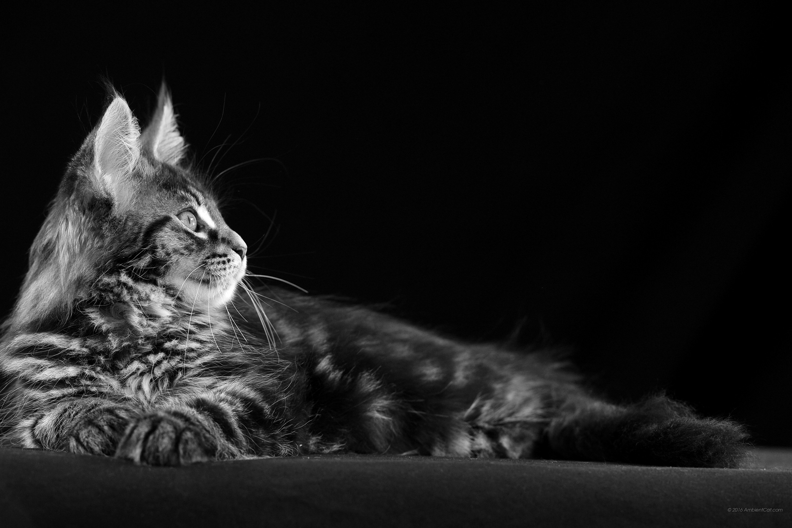 Featured image of post Hintergrundbilder Katzen Schwarz Wei jeder wei e katzen tapete ist perfekt