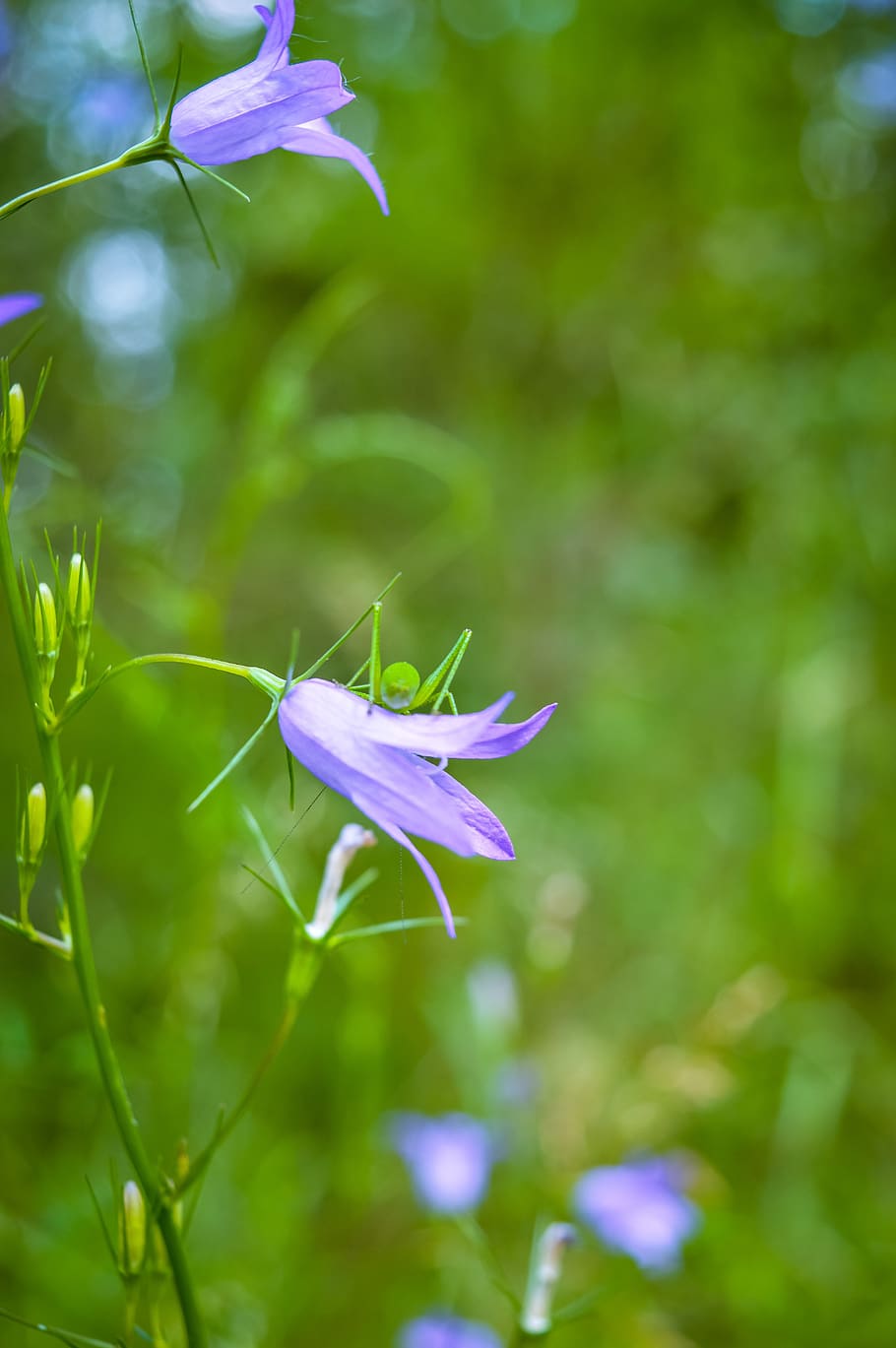 Harebell - HD Wallpaper 