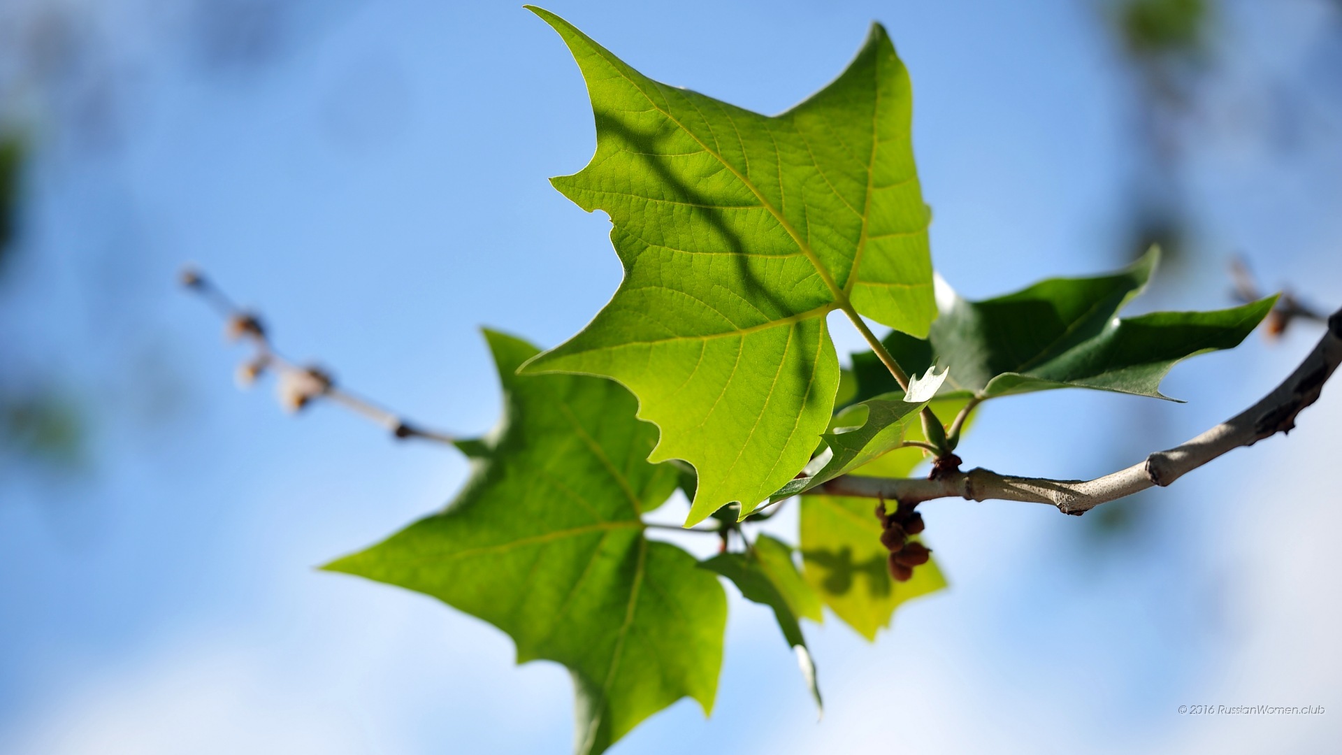 Maple Leaf - HD Wallpaper 