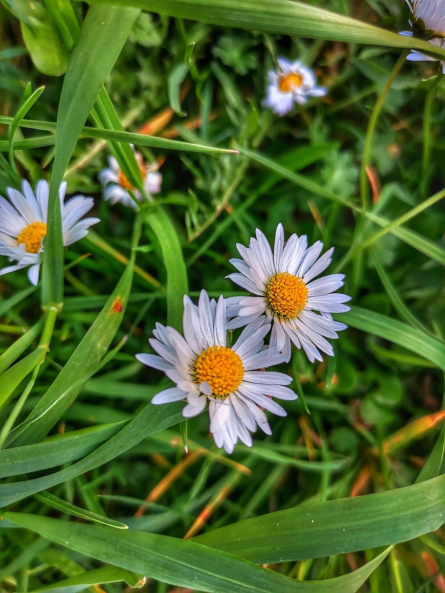 Alpine Aster - HD Wallpaper 