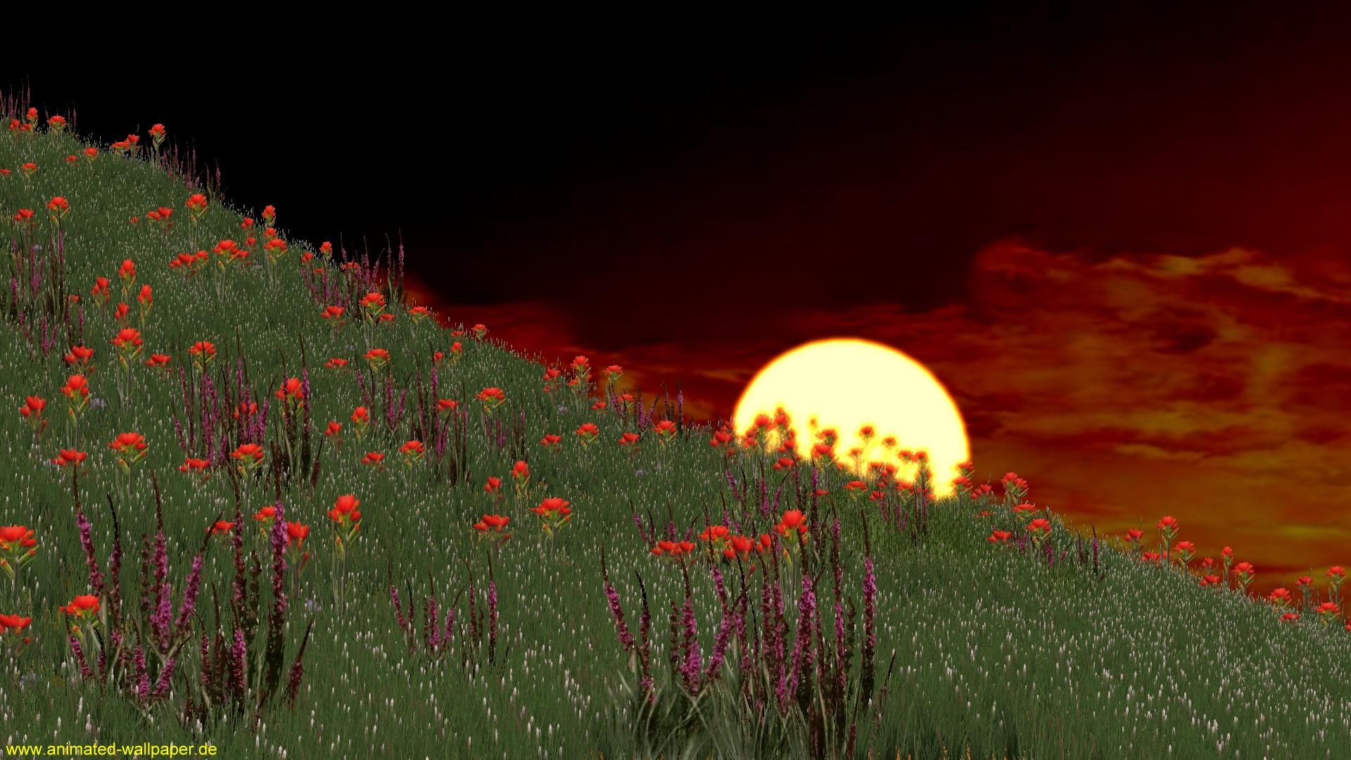 Wallpaper Hd Kostenlos - Animated Flower Images Free Download - HD Wallpaper 