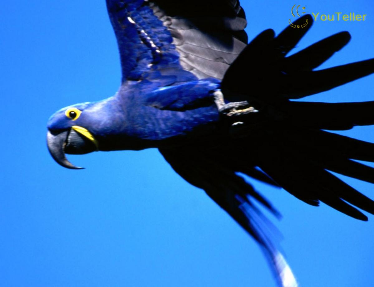 Urandir Birds Wallpapers 2013 2013 Wallpaper Azul Wallpapers - Gif De Arara Azul - HD Wallpaper 