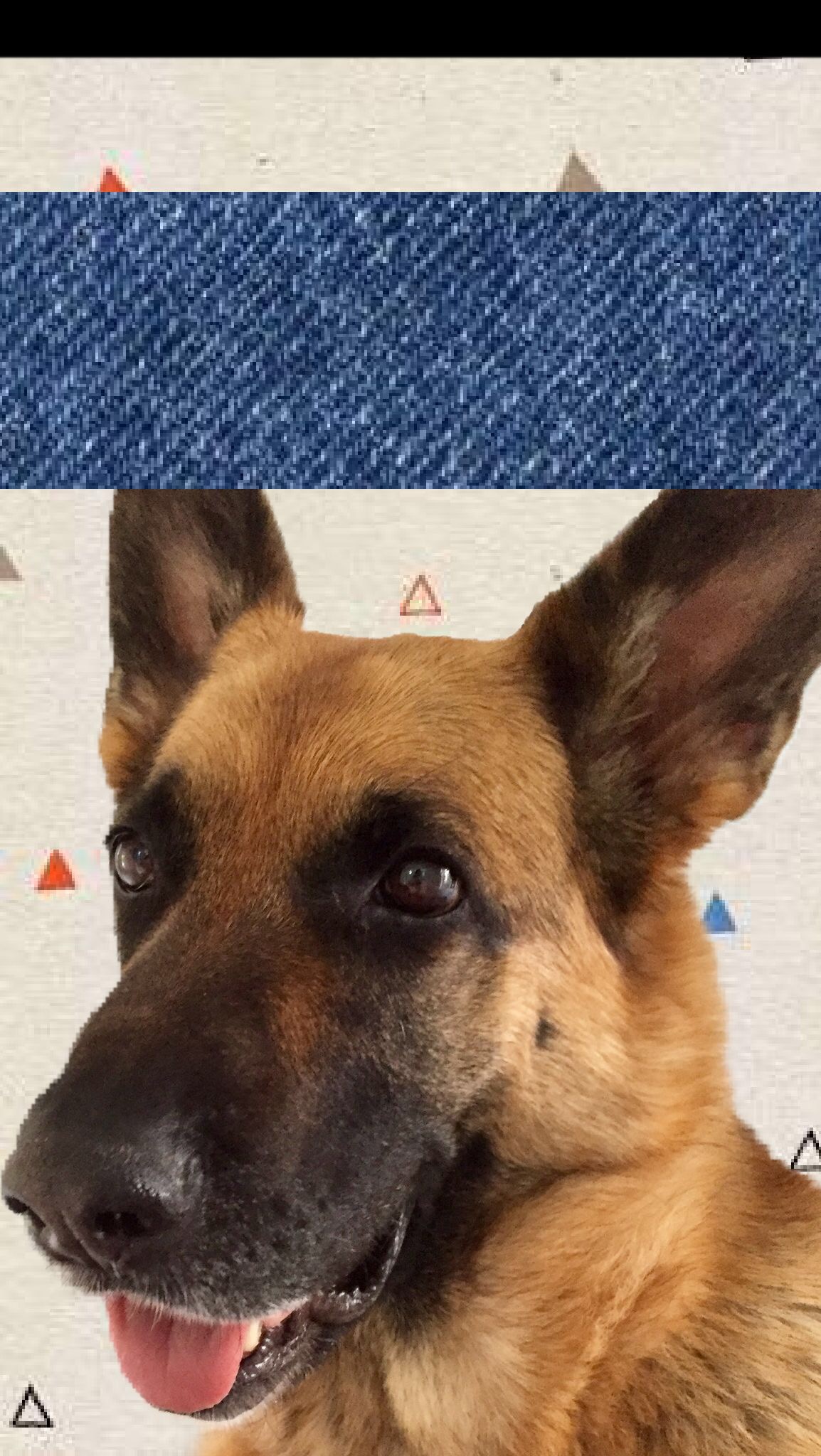 Old German Shepherd Dog - HD Wallpaper 