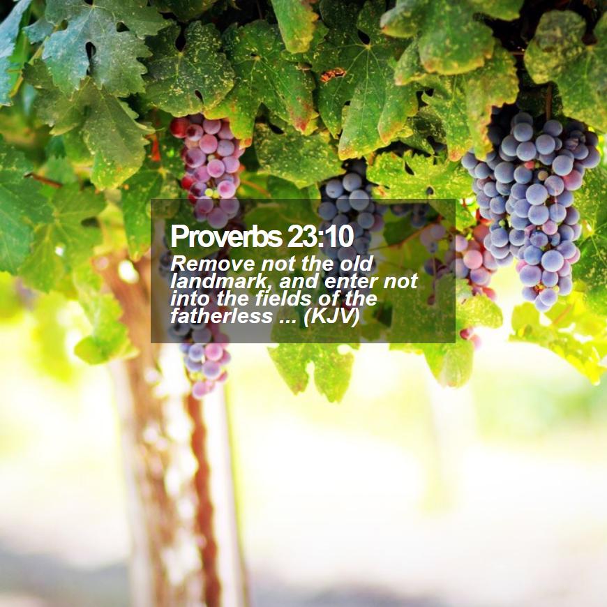 Black Muscat Grapes - HD Wallpaper 