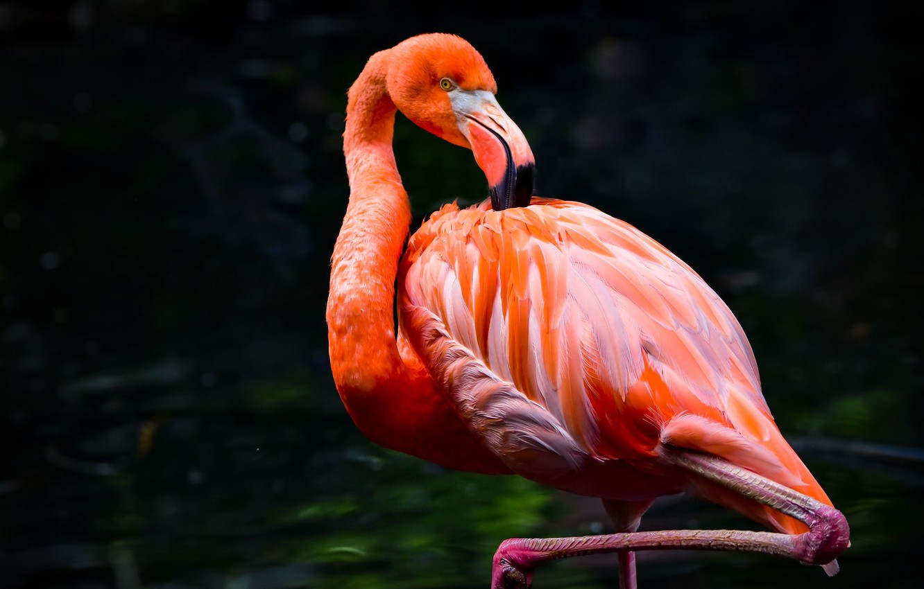 Photo Wallpaper Pose, The Dark Background, Bird, Flamingo, - Greater Flamingo - 1332x850 Wallpaper Photo Wallpaper Pose, The Dark Background, Bird, Flamingo, - Greater Flamingo - 1332x850 Wallpaper