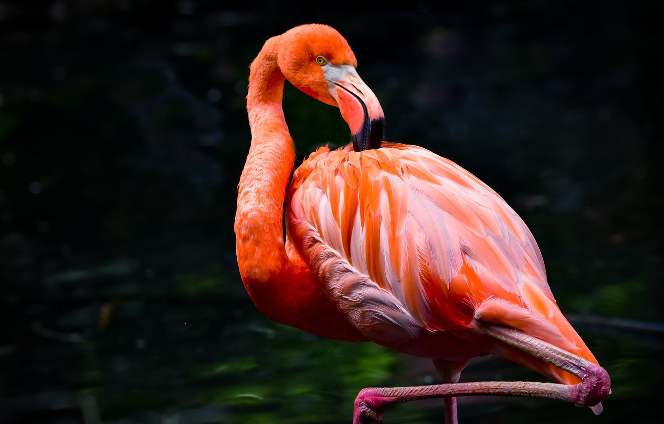 Photo Wallpaper Pose, The Dark Background, Bird, Flamingo, - Greater Flamingo - HD Wallpaper 