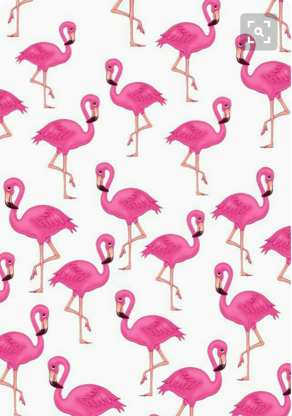 Papel De Parede Flamingo - HD Wallpaper 