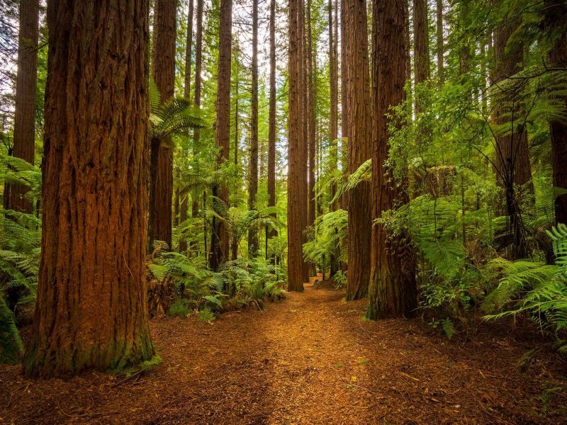 Forest Large Tree - HD Wallpaper 