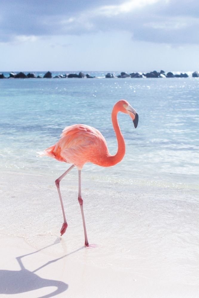 Flamingo Wallpaper For Android - HD Wallpaper 