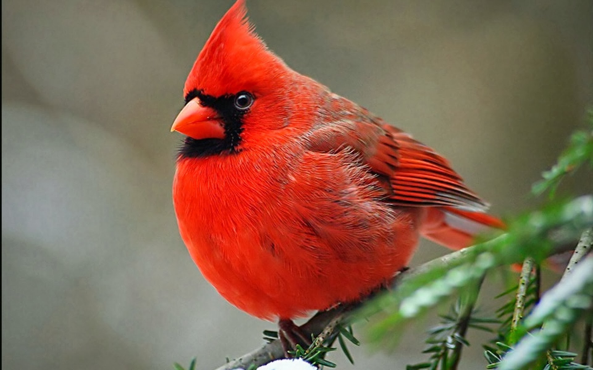 1920x1200, Cardinal Wallpaper 
 Data Id 53565 
 Data - National Geographic The Angry Bird - HD Wallpaper 