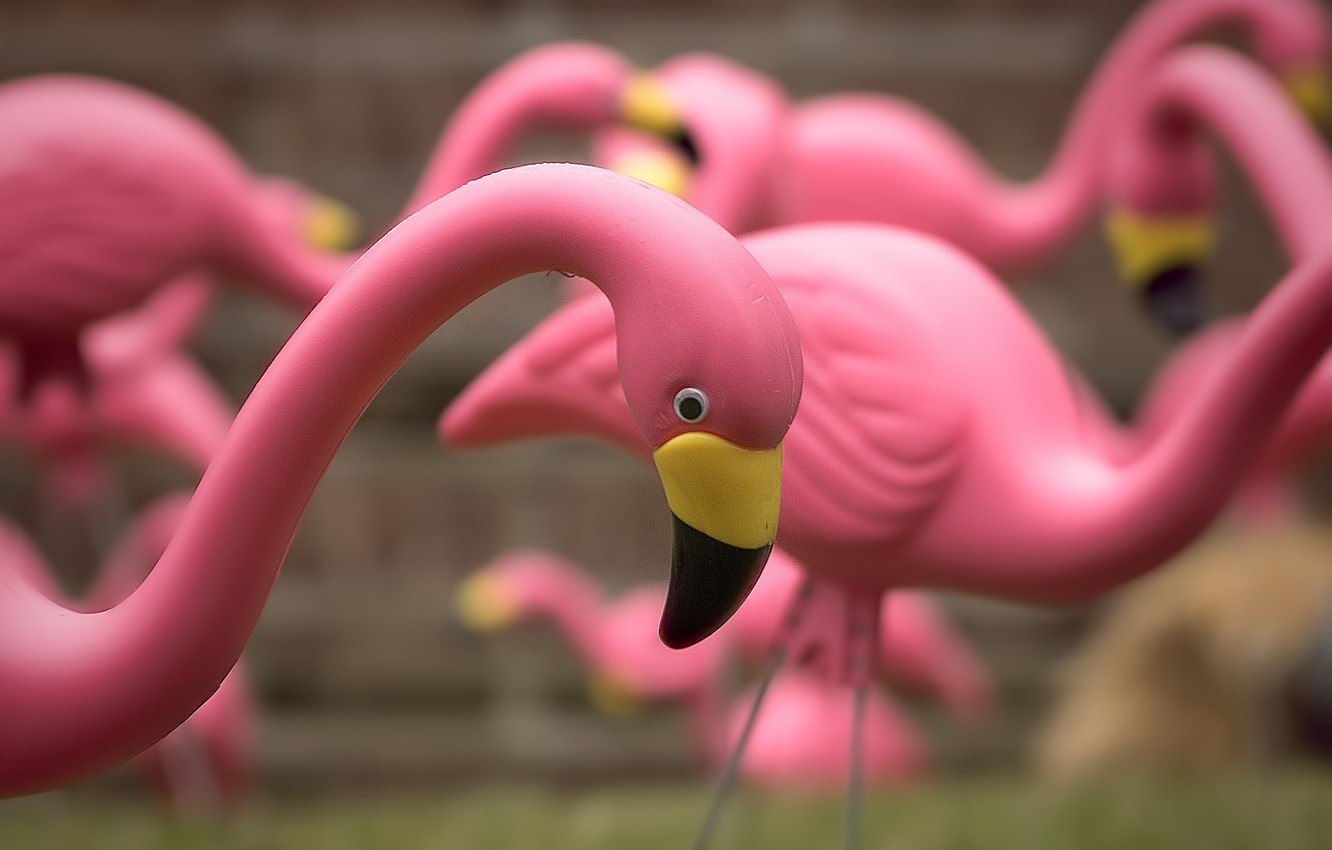 Photo Wallpaper Toys, Flamingo, A Flock Of Pink Flamingos - Greater Flamingo - HD Wallpaper 