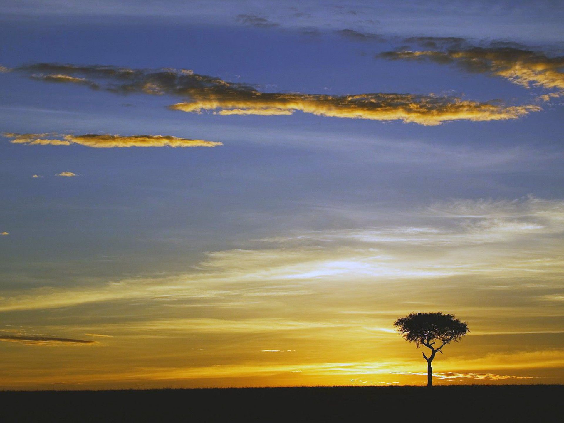 Masai Mara - HD Wallpaper 